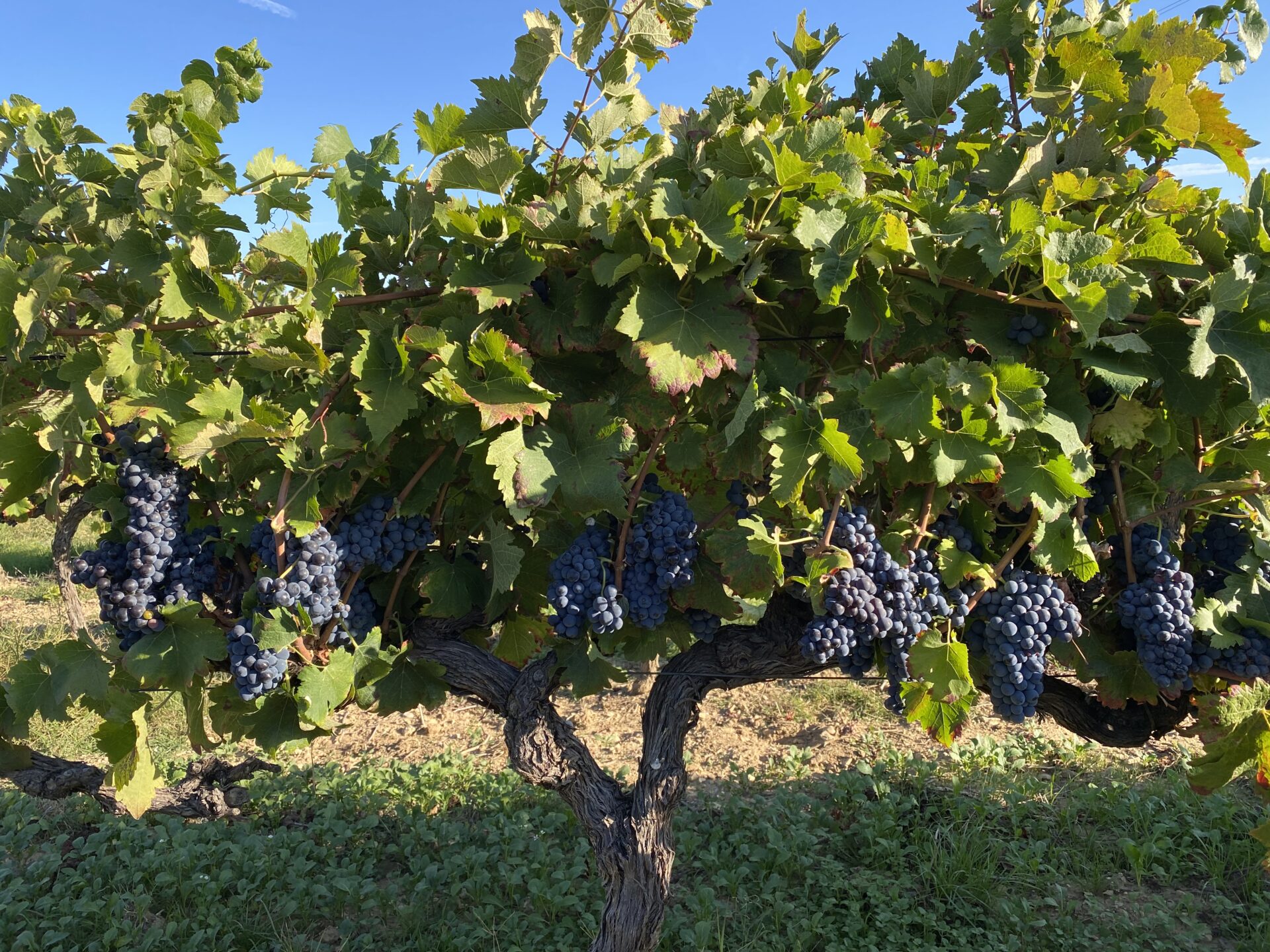 ワイナリー写真